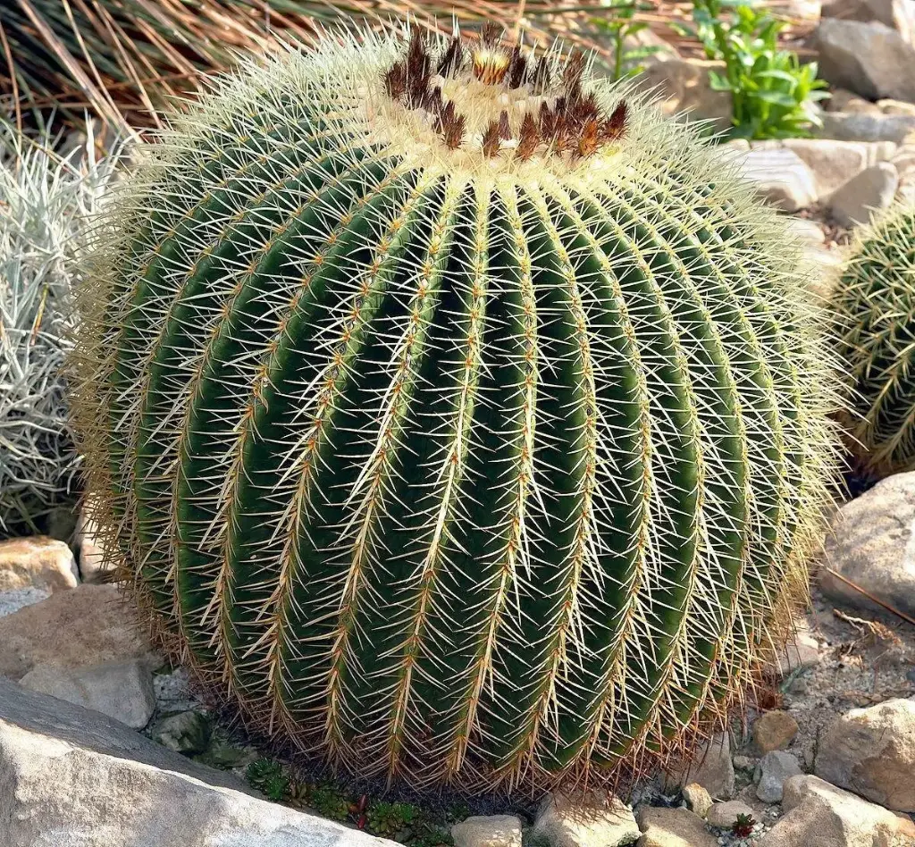 XXL Ultra Big & Rare | Golden Barrel Cactus | Echinocactus Grusonii | Kroenleinia grusonii [Hybrid] Without Pot - 24 YRS OLD Cacti for Home 