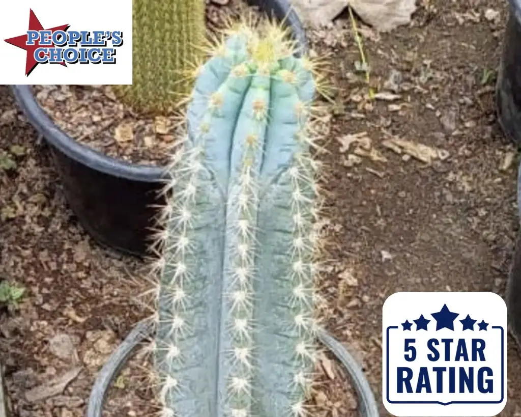 MiYA® Pilosocereus Pachycladus Azureus | Brazilian | Blue Torch Glaucescens Cactus Cutting | Blue Torch | [WITHOUT POT & SOIL] for Home 