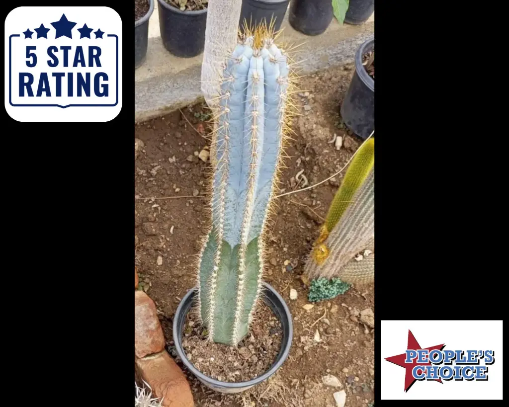 MiYA® Grafted - Pilosocereus Pachycladus Azureus | Brazilian | Blue Torch Glaucescens Cactus Cutting | [WITHOUT POT & SOIL] Cacti 