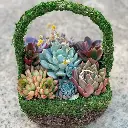 MiYA®Succulent Basket | Mix Of Beautiful Succulent | Rare Plant | Burro"S Tail | Hence And Chicks | Stone Corp | Plush Plant [Without Basket]